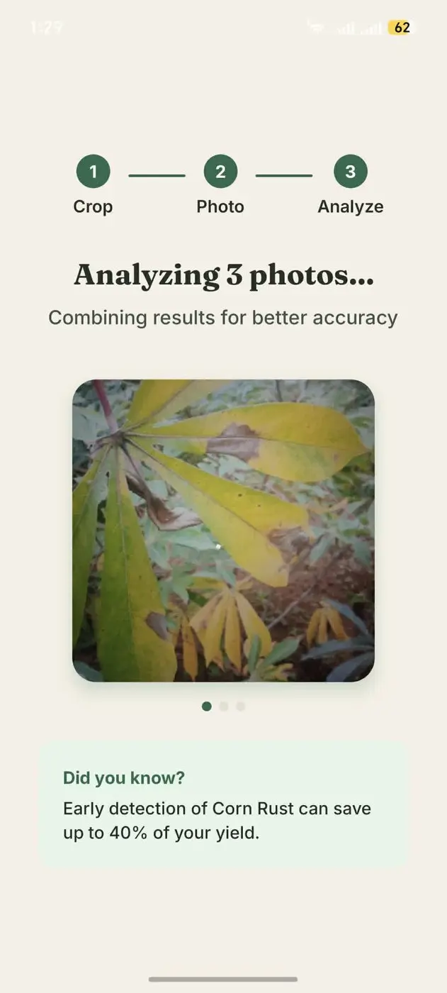 The app analysing three photos of a diseased cassava plant to combine them into one result