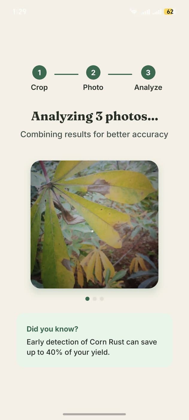 The app analysing three photos of a diseased cassava plant to combine them into one result