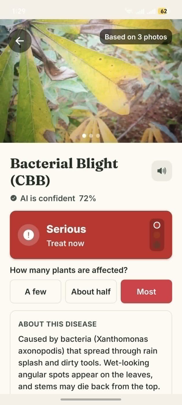Diagnosis result naming Cassava Bacterial Blight at 72 percent confidence, flagged as serious, with an explanation of the disease